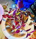 Tradescantia Zebrina Plant - Healthy Indoor Houseplant - Striped Purple & Green Foliage - Easy Care Houseplant