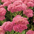 Sedum Autumn Joy Bare Root Live Plants - Pink Blooms - Hardy Perennial Succulent (Sedum telephium)