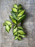 Hoya Cutting, 1 Node, Inner Variegated, Hoya Polyneura, Rare Houseplant Propagation