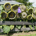 Giant Mongolian Sunflower Seeds - Non-GMO, Bulk Pack for Planting - Helianthus annuus