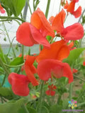 Prince of Orange Sweet Pea Seeds - 50+ Premium Seeds for Garden Planting - Lathyrus odoratus - USA