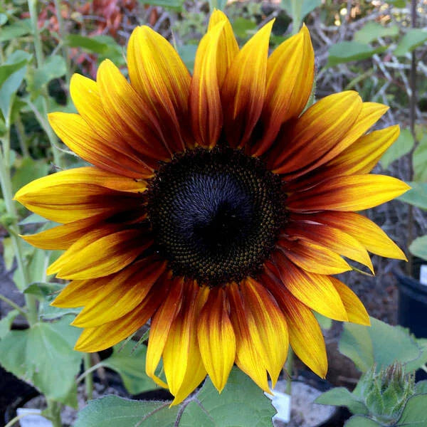 Firecracker Sunflower Seeds - 25 Perennial Flower Seeds - Bright Yellow Blooms - Helianthus annuus