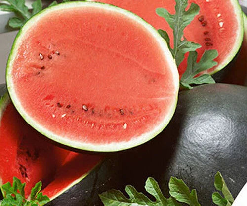 Sugar Baby Watermelon Seeds - 25+ Pack - Sweet Garden Variety - Citrullus lanatus
