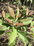 Sassafras Trees - 3 Bare Root Plants, 8-12 Inches, Ideal for Tea - Sassafras albidum