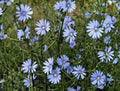 Bluest Blue Chicory Seeds - 1000+ Beautiful Blue Cut Flowers - Cichorium intybus