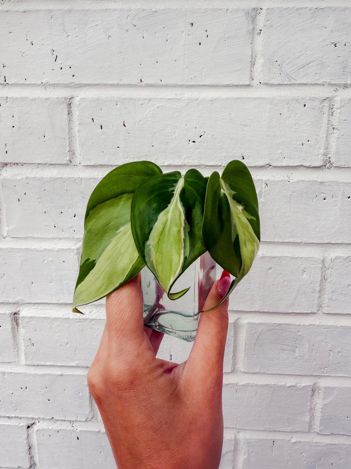 Philodendron Cuttings - Cream Splash Variety - Tropical Houseplant - Philodendron 'Cream Splash'