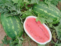 Allsweet Watermelon Seeds - 50+ Pack for Garden Planting - Citrullus lanatus - USA Grown - Non-GMO