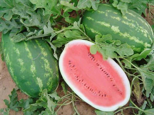 Allsweet Watermelon Seeds - 50+ Pack for Garden Planting - Citrullus lanatus - USA Grown - Non-GMO