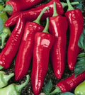 Big Jim Hot Pepper Seeds - 25+ Heirloom Capsicum Annuum - USA Grown, Free Shipping