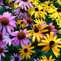 Echinacea & Black Eyed Susan Seed Mix - 250 Non-GMO Seeds - Native Wildflower Blend - Ideal for Gardens & Pollinators