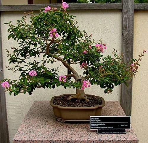 Crape Myrtle Bonsai Tree Seeds - 50 Seeds - Beautiful Flowering Tree - Lagerstroemia indica