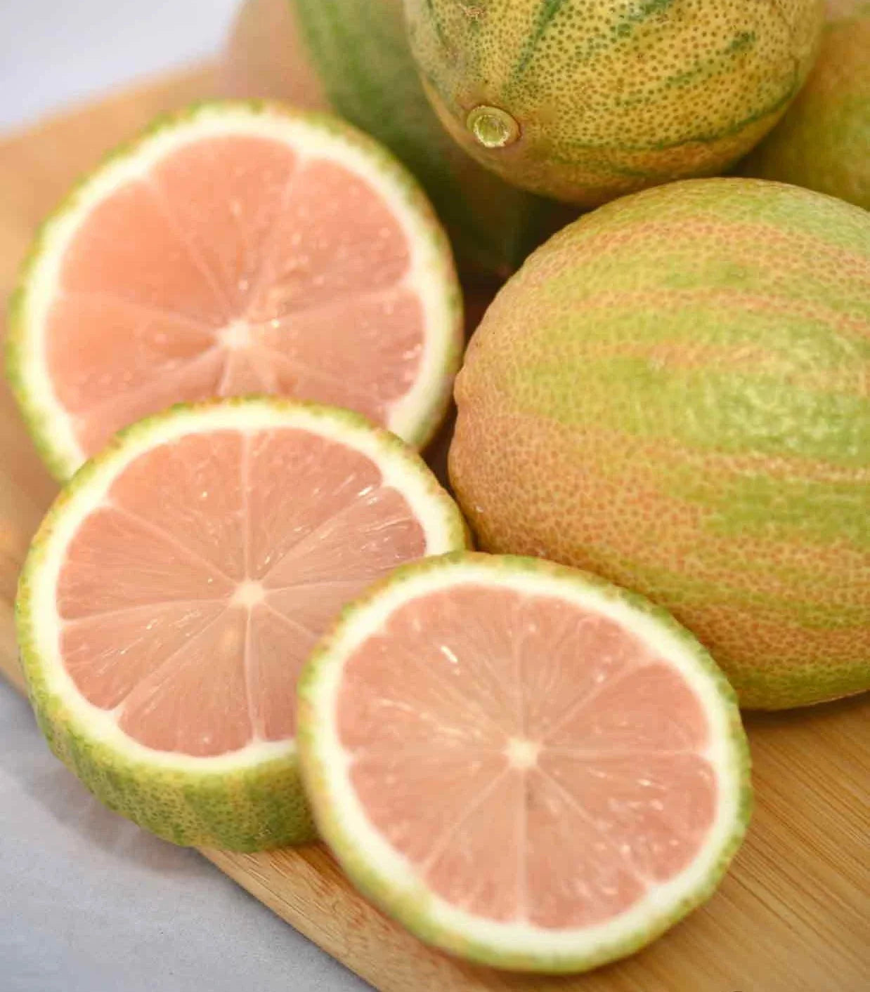 Pink Lemon Tree Plant - Fruiting Size - Pink Lemons - Citrus limon 'Pink'