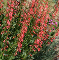 Penstemon Eatons Red Hummingbird Beardtongue Plant - Perennial Flowering Herb, Attracts Pollinators, Easy Care