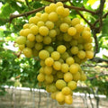 Cotton Candy Grape 12 Seeds - Very Sweet & Flavorful - Vitis vinifera - USA 2025