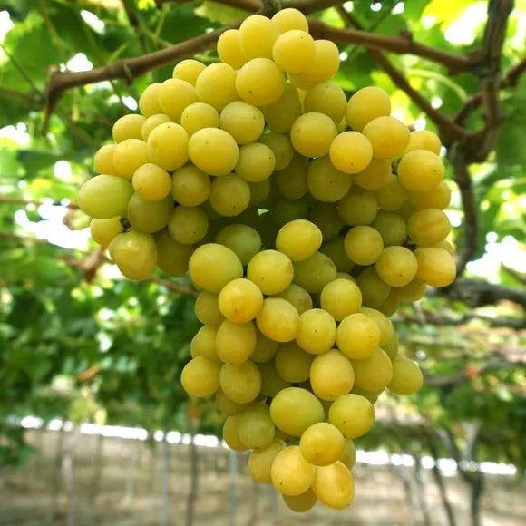 Cotton Candy Grape 12 Seeds - Very Sweet & Flavorful - Vitis vinifera - USA 2025