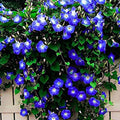 Morning Glory Seeds - 30+ Clark's Heavenly Blue Non-GMO Heirloom - Ipomoea tricolor