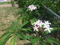 Epiphyllum Oxypetalum Plant - Queen of the Night Orchid Cactus - Live Indoor Houseplant - Unique Cactus Variety