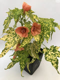 Thompsonii Variegated Peach Abutilon Flowering Maple Small Rooted Starter Plant - Perfect for Indoor Gardens
