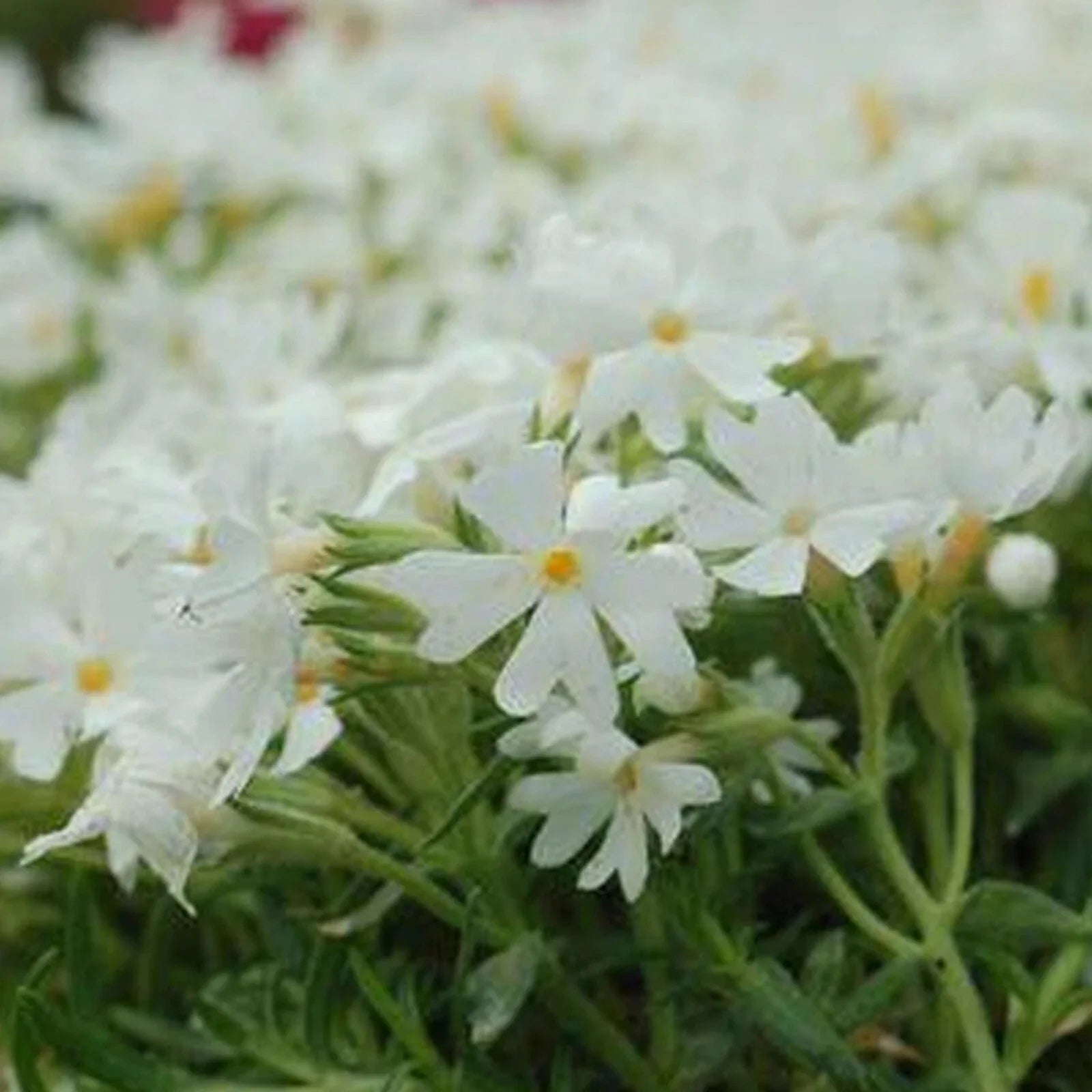 Snowflake Phlox Seeds - 50 Perennial Flower Seeds for Butterflies - Phlox subulata - US Seller