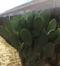 Prickly Pear Cactus Pad Cutting - Large Nopales - Edible Cactus (Opuntia ficus-indica) - Superfood for Cooking and Health
