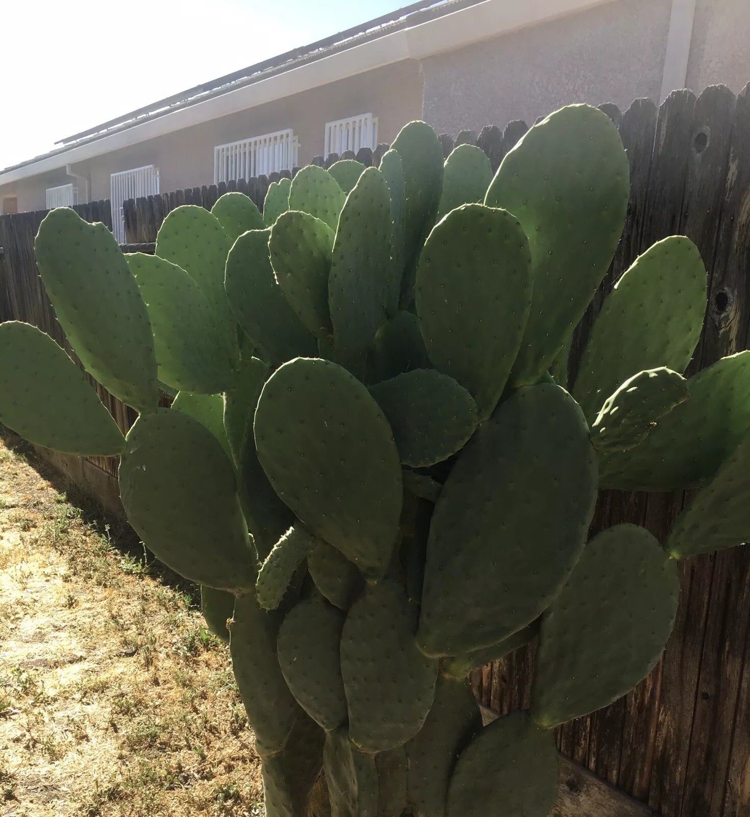Prickly Pear Cactus Pad Cutting - Large Nopales - Edible Cactus (Opuntia ficus-indica) - Superfood for Cooking and Health