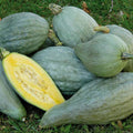 Sibley Winter Squash Seeds - Fresh Organic Heirloom Seeds - Cucurbita maxima