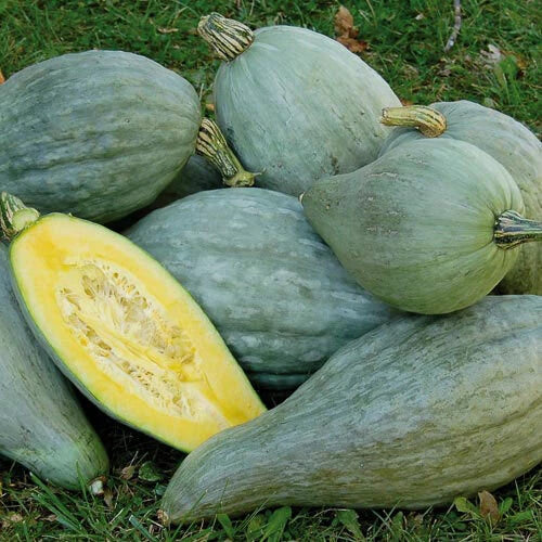 Sibley Winter Squash Seeds - Fresh Organic Heirloom Seeds - Cucurbita maxima