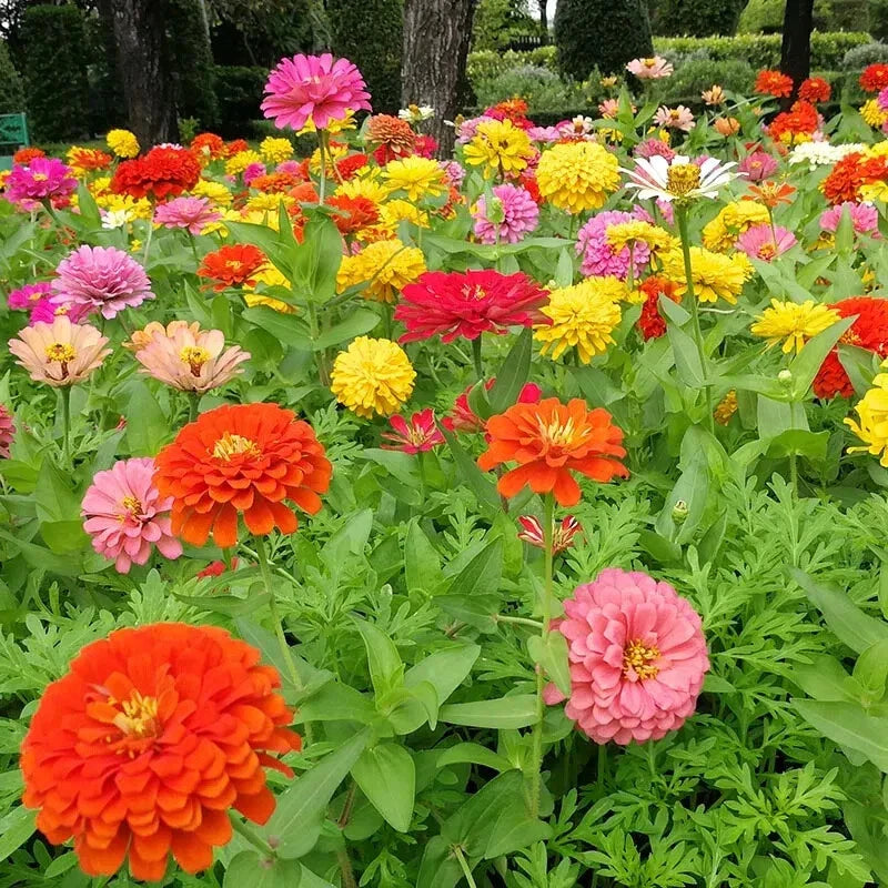 Dahlia Flowered Zinnia Seeds - 100+ Pack for Garden Planting - Colorful Blooms - Zinnia elegans