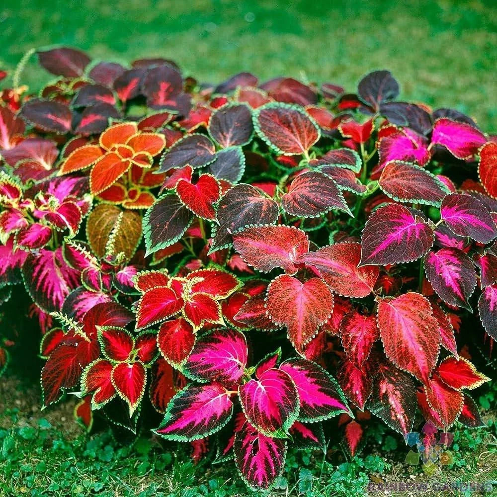 Coleus Seeds - 25+ Mixed Varieties for Garden Planting - Colorful Leaf Plants (Solenostemon scutellarioides)