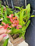 Rooted Cutting Orchid - Pink Epidendrum radicans - Full Sun Houseplant