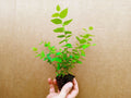 Blueberry Starter Plant 2-Pack Biloxi Variety Vaccinium corymbosum Healthy Live Plants