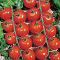 Sweetie Cherry Tomato Seeds - 30+ Heirloom Organic Non-GMO - Fresh Garden Seeds - Solanum lycopersicum