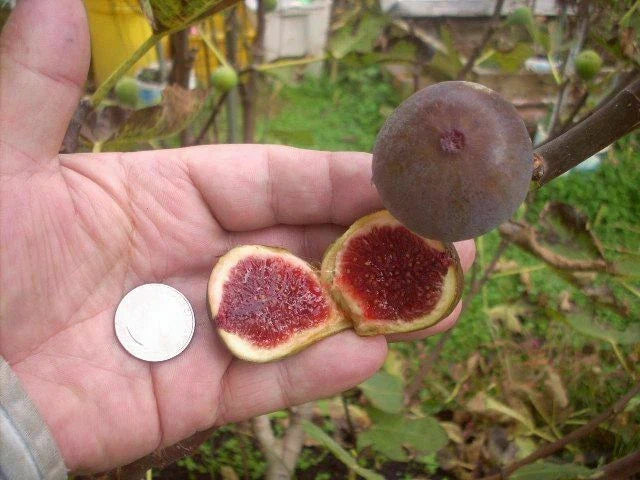 Fig Tree Cuttings - 6 Pieces - Col de Dame Grise - Healthy, Delicious, Hardy - Ficus carica