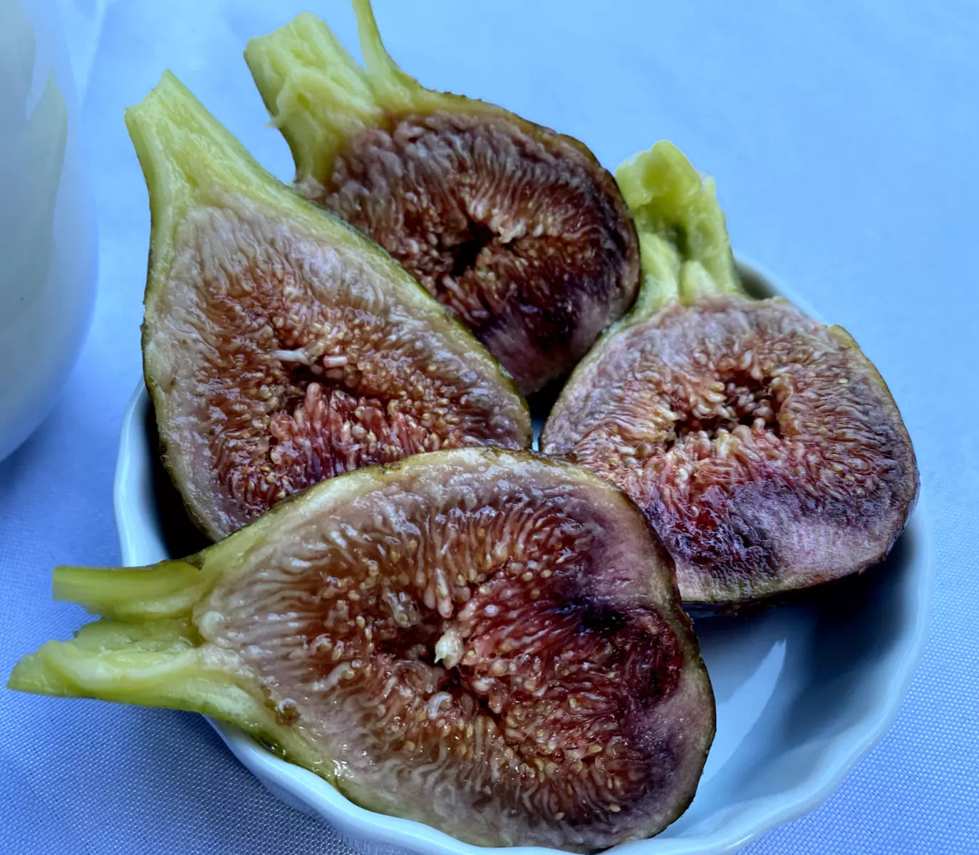 Figs Cuttings Cold Hardy Violetta 4 Pack for Propagation - Large Sweet Fruit