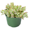 Live Rare Cotyledon Pendens Succulent in 4” Planter Pot for Indoor Decor - Unique Houseplant for Succulent Collection