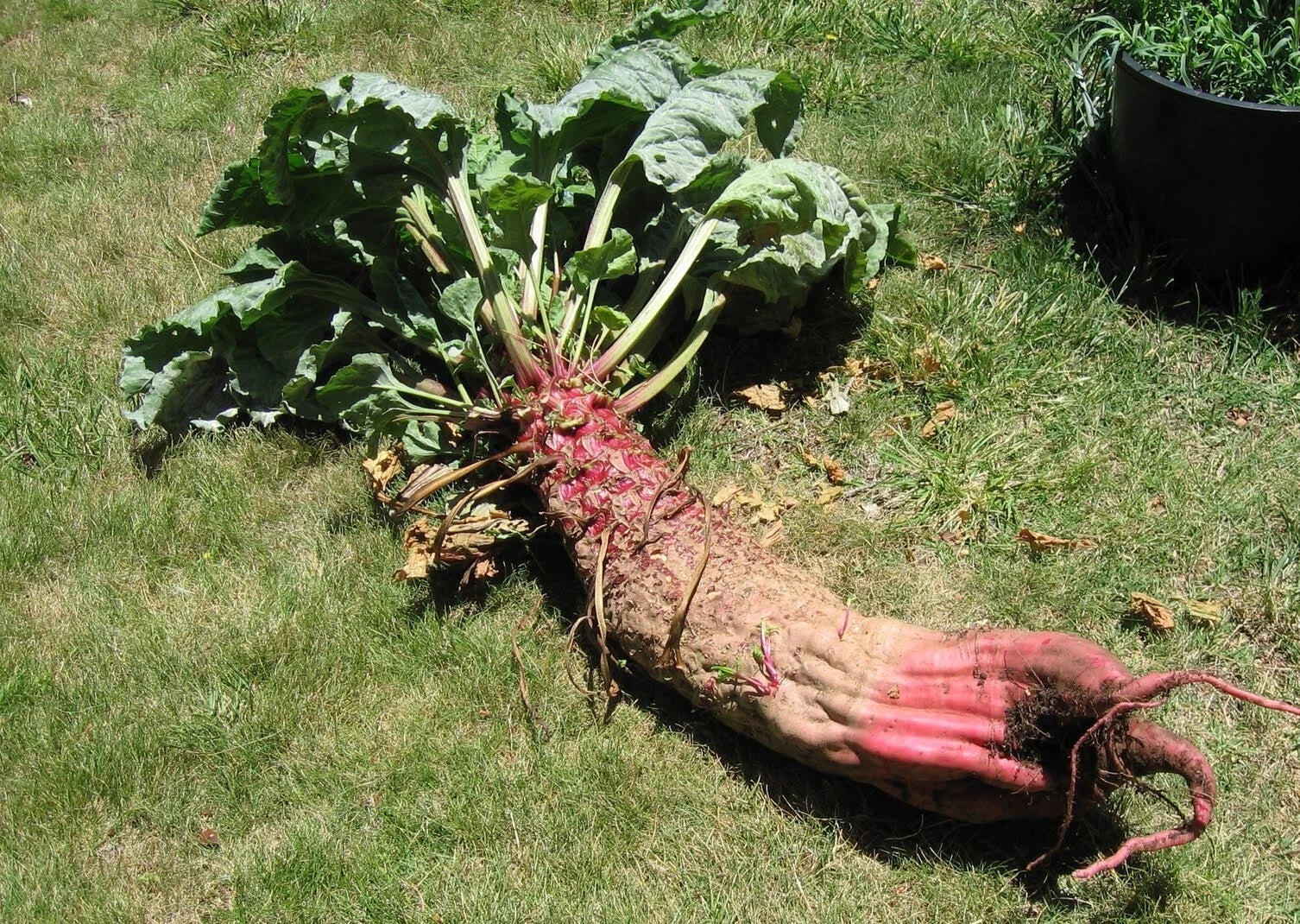 Mammoth Red Mangle Beet Seeds - 25-3200 Count - Heirloom Non-GMO (Beta vulgaris) - Grow Giant Beets Up to 25 Pounds!