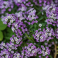 Alyssum Seeds | Purple Heirloom Violet Queen | Non-GMO Flower Seeds | Sweet Alyssum (Lobularia maritima)