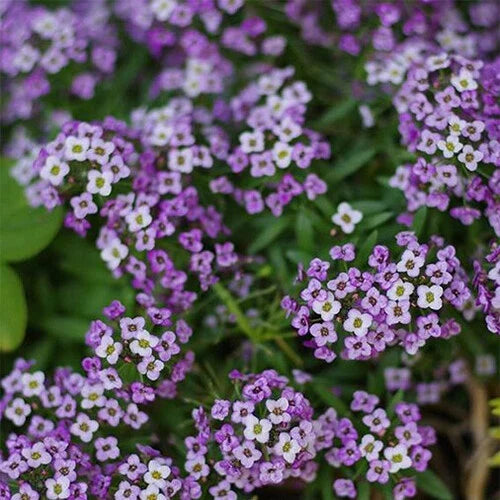 Alyssum Seeds | Purple Heirloom Violet Queen | Non-GMO Flower Seeds | Sweet Alyssum (Lobularia maritima)