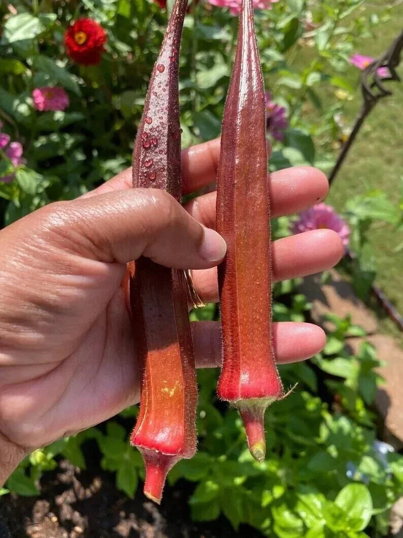 Red Burgundy Okra Seeds - 100+ NON-GMO Heirloom Seeds - Fresh Quality for Home Gardening (Abelmoschus esculentus)