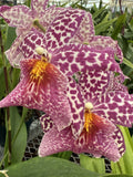 Rooted Orchid Plant - Oncidium Variety - Bare Root Bulb - No Tag - Tropical Houseplant