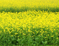 Black Mustard Seeds 1000 Non-GMO Heirloom Brassica Nigra - Organic Plant Seeds for Growing