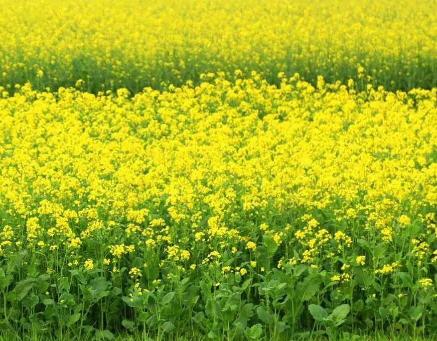 Black Mustard Seeds 1000 Non-GMO Heirloom Brassica Nigra - Organic Plant Seeds for Growing