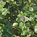 Variegated Vinca Groundcover Starter Vines - 8 Lavender Periwinkle Flower Plants - Rooted (Vinca minor)