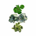 Plectranthus Swedish Ivy Assorted Rooted Starter Plants - Indoor Houseplants for Easy Care & Low Light