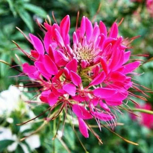 Cleome Seeds - 200 Non-GMO Cherry Queen Spider Plant - Attracts Butterflies & Bees - Cleome hassleriana