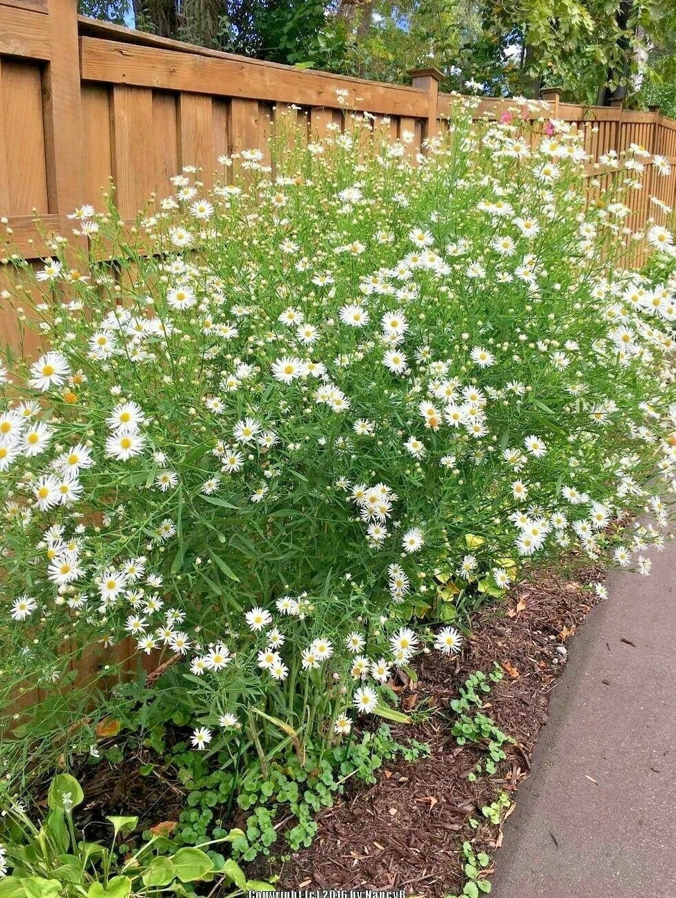 False Aster Seeds - 200 Perennial Native Wildflower for Poor Soils - Summer & Fall Garden (Symphyotrichum spp.)