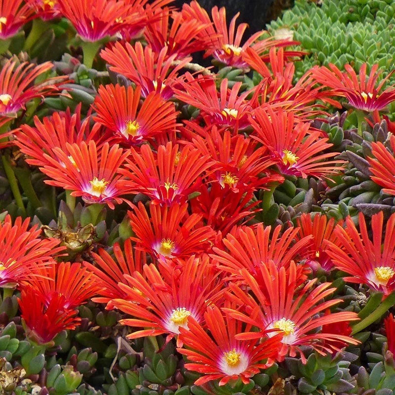 Red Ice Plant Live Succulent Ground Cover – 1 Pot (1 Clump) – Delosperma cooperi – Vibrant Red Foliage