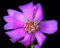 Rare Pereskia Quisquellana Succulent Plant in 4" Pot | Exotic Cactus Collection