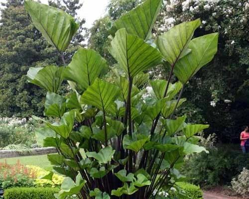 Small Rooted Starter Plant - Colocasia esculenta - Elephant Ear Tea Cup - Tropical Foliage Plant