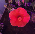 Red Hibiscus Rooted Cuttings - 2 Live Plants - 5 Inch Tall - Hibiscus rosa-sinensis - Free Shipping